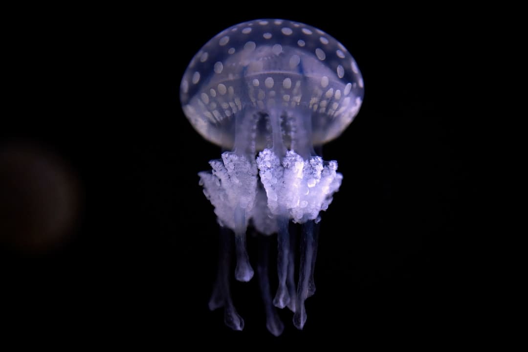 白玫瑰谈论反常 争议不断引发热议